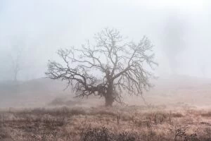 Fine Art Photography Collection: Single tree and mist cover in winter season