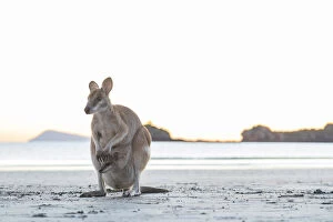 Kangaroo Collection: Single Wild Australian Kangaroo ( rock wallaby) with a baby in its pouch on the beach at