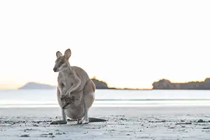 Single Wild Australian Kangaroo ( rock wallaby) with a baby in its pouch on the beach