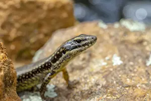 Prints of Little lizard behind a sandstone rock Louise Docker Photography Prints: Skink peeking out from a rock