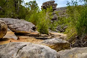 Skink in Wonderland Range, Grampians National Park, Victoria