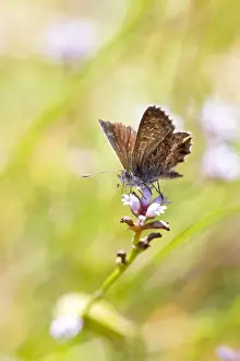 Prints of Close up of little butterfly resting on a native flower Louise Docker Photography Prints: Skipper Butterfly on flower