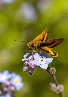 Prints of Skipper Butterfly perched on a Forget-me-not flower Louise Docker Photography Prints: Skipper Butterfly perched on a Forget-me-not flower