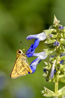 Louise Docker Photography Collection: Skipper butterfly on a Salvia flower