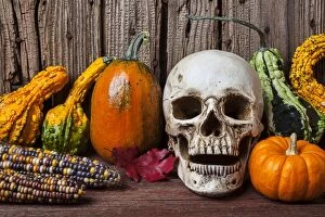Images Dated 30th September 2014: Skull and gourds, an autumn Halloween still life