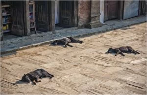 Images Dated 2nd March 2013: Sleeping dogs in the street, Bhaktapur, Western Himalayas, Nepal
