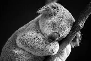 Images Dated 3rd December 2014: Sleeping Koala