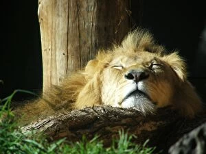 Images Dated 28th September 2014: Sleeping lion