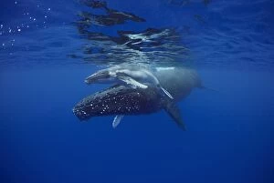 Alastair Pollock Collection: Sleeping mother and calf humpback whales