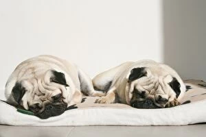 Images Dated 31st July 2014: Sleeping pug dogs