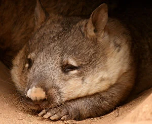Wombat Collection: Sleeping wombat