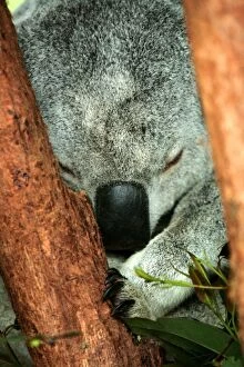 Images Dated 3rd December 2014: Sleepy koala