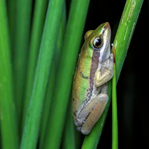 Images Dated 2023 January: Slender Tree Frog - Litoria adelaidensis