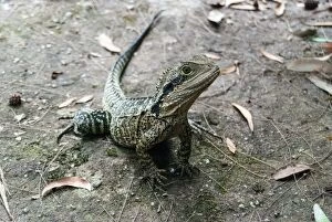 Images Dated 1st May 2016: Small Australian Lizard