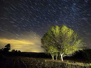 Perseids Meteor Shower Collection: Small group of trees with colorful leaves under a night sky of stars moving