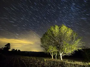 Small group of trees with colorful leaves under a night sky of stars moving