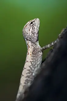 Small lizard