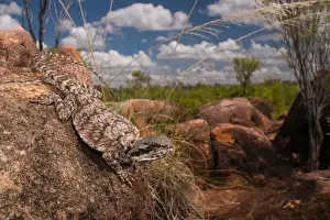 Small-scaled Bearded Dragon