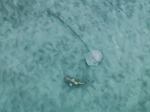 Prints of Shark Discover the beauty and vulnerability of Australia's sharks: Small shark and a ray in the estuary of Willie Creek photographed from a drone point of view