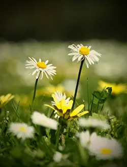Jodie Griggs Prints: Two small white lawn daisies