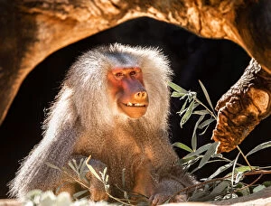 Images Dated 26th August 2018: Smiling Baboon