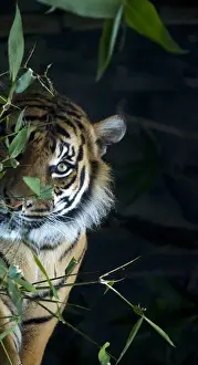 Alertness Prints: Sneaking Tiger