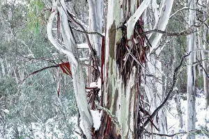 Snow Fields with snow on the Australian Gum trees