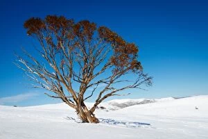 Ashley Whitworth Images Collection: Snow gum