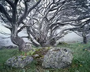 Snow gum trees (Eucalyptus niphophila) growing next to rocks