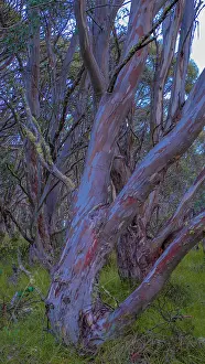 Ian Rolfe's Southern Lightscapes Prints: Snow Gums at Dinner Plains in the high country near Mount Hotham, Victoria, Australia