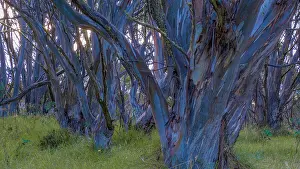 Ian Rolfe's Southern Lightscapes Prints: Snow Gums at Dinner Plains in the high country near Mount Hotham, Victoria, Australia