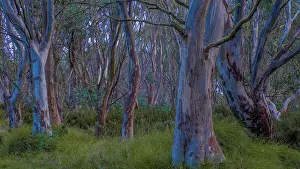 Ian Rolfe's Southern Lightscapes Prints: Snow Gums at Dinner Plains in the high country near Mount Hotham, Victoria, Australia