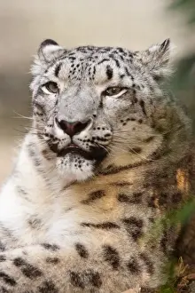 Alertness Prints: Snow Leopard