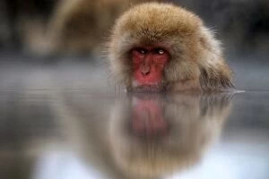 Images Dated 16th March 2014: Snow monkey Japan