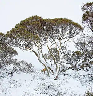 Snowgum trees with snow