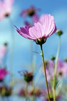 Images Dated 14th July 2014: A soft purple cosmos