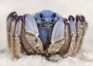 Images Dated 28th April 2011: Soldier crab