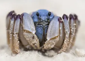 Soldier crab