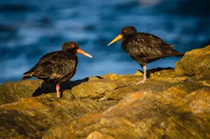 Boulder Rock Prints: Sooty Oystercatchers at William Bay National Park