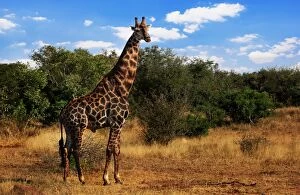Images Dated 8th May 2014: South African Giraffe, Kruger National Park, South Africa
