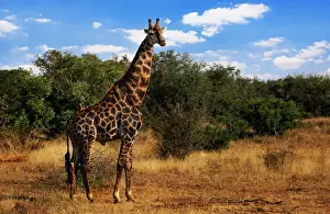 Unesco Prints: South African Giraffe, Kruger National Park, South Africa