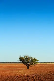 Rural Prints: South Australia, Australian, Australia, single, tree, dirt, paddock, rural