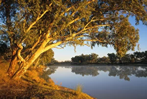 Images Dated 12th March 2007: South Australia, river red gum trees beside Cooper Creek at sunrise
