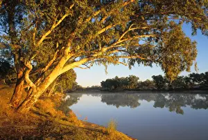 South Australia, river red gum trees beside Cooper Creek at sunrise
