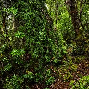 Images Dated 6th April 2016: South Cape Range forest at South Coast track, Southwest Tasmania