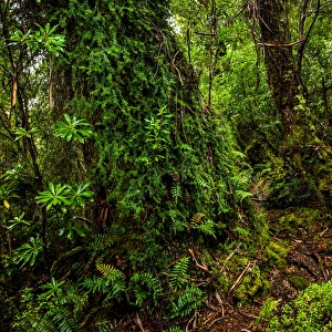 South Cape Range forest at South Coast track, Southwest Tasmania South Cape Range forest at South Coast track, Southwest Tasmania