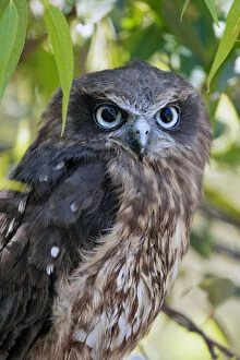 Owl Collection: Southern Boobook Owl - Ninox boobook