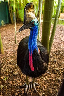 Images Dated 24th July 2016: Southern Cassowary