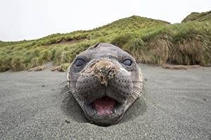 Southern Elephant Seal (Mirounga leonina)