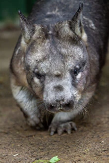 Wombat Collection: Southern hairy-nosed wombat